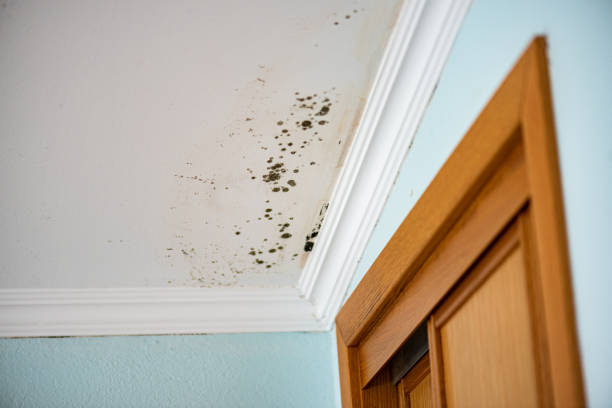 Best Insurance-Related Mold Remediation in Owensville, IN