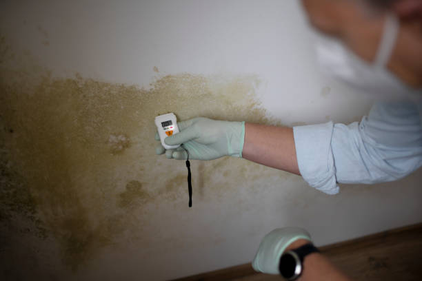 Best Basement Mold Remediation in Owensville, IN