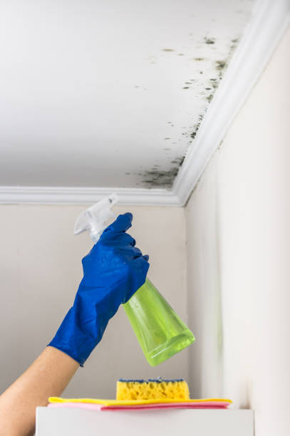 Best Attic Mold Remediation in Owensville, IN
